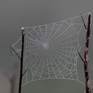 Preview wallpaper cobweb, macro, blur, branch