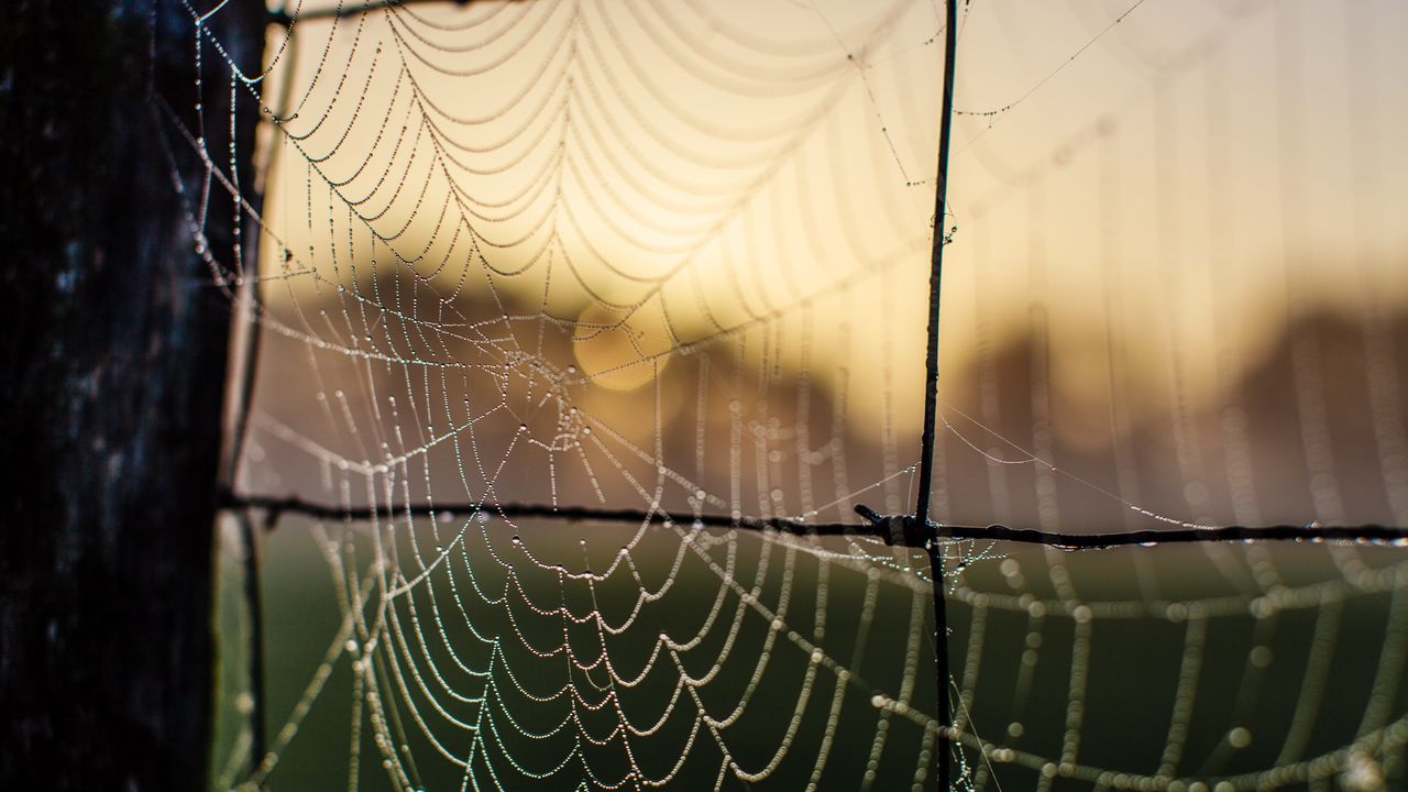 Wallpaper cobweb, macro, blur, wire