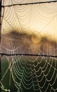 Preview wallpaper cobweb, macro, blur, wire