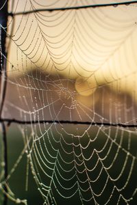 Preview wallpaper cobweb, macro, blur, wire