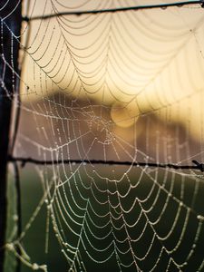 Preview wallpaper cobweb, macro, blur, wire