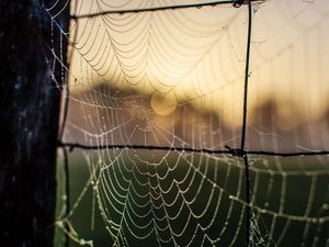 Preview wallpaper cobweb, macro, blur, wire