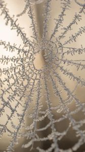 Preview wallpaper cobweb, macro, frost, blur