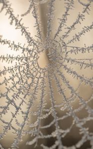 Preview wallpaper cobweb, macro, frost, blur