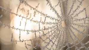 Preview wallpaper cobweb, macro, frost, blur