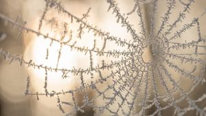 Preview wallpaper cobweb, macro, frost, blur