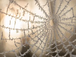 Preview wallpaper cobweb, macro, frost, blur