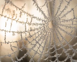 Preview wallpaper cobweb, macro, frost, blur