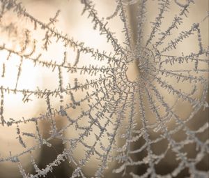 Preview wallpaper cobweb, macro, frost, blur