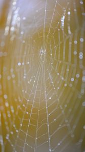 Preview wallpaper cobweb, macro, light, drops, blur