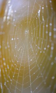 Preview wallpaper cobweb, macro, light, drops, blur