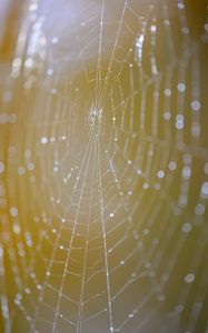 Preview wallpaper cobweb, macro, light, drops, blur