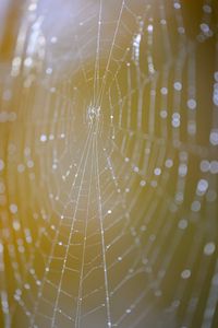 Preview wallpaper cobweb, macro, light, drops, blur