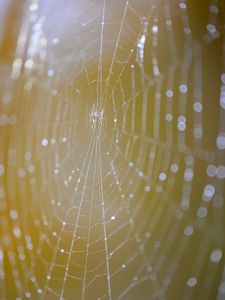 Preview wallpaper cobweb, macro, light, drops, blur