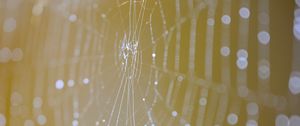 Preview wallpaper cobweb, macro, light, drops, blur