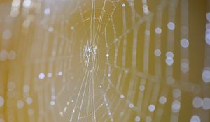 Preview wallpaper cobweb, macro, light, drops, blur