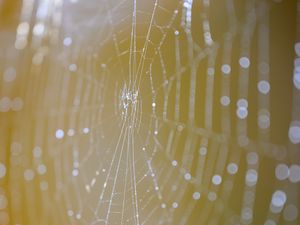 Preview wallpaper cobweb, macro, light, drops, blur