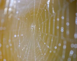 Preview wallpaper cobweb, macro, light, drops, blur