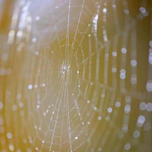 Preview wallpaper cobweb, macro, light, drops, blur