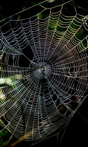 Preview wallpaper cobweb, macro, sunlight