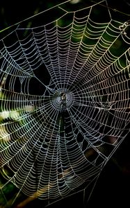 Preview wallpaper cobweb, macro, sunlight