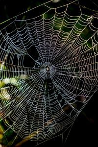 Preview wallpaper cobweb, macro, sunlight