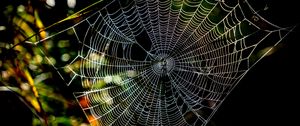 Preview wallpaper cobweb, macro, sunlight