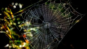 Preview wallpaper cobweb, macro, sunlight