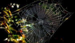 Preview wallpaper cobweb, macro, sunlight