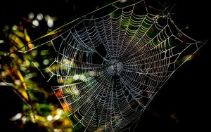 Preview wallpaper cobweb, macro, sunlight