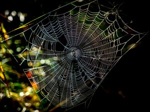 Preview wallpaper cobweb, macro, sunlight