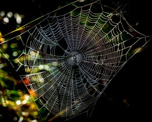 Preview wallpaper cobweb, macro, sunlight