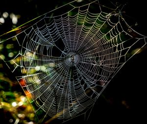 Preview wallpaper cobweb, macro, sunlight