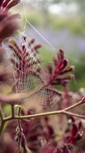 Preview wallpaper cobweb, plant, branches, macro, closeup