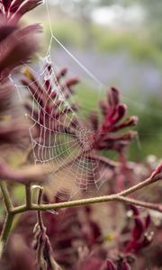 Preview wallpaper cobweb, plant, branches, macro, closeup