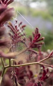 Preview wallpaper cobweb, plant, branches, macro, closeup