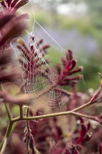 Preview wallpaper cobweb, plant, branches, macro, closeup