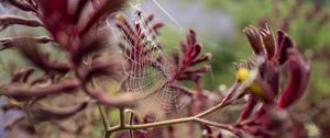 Preview wallpaper cobweb, plant, branches, macro, closeup