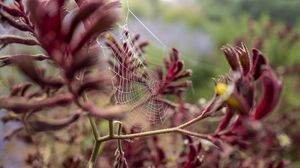 Preview wallpaper cobweb, plant, branches, macro, closeup