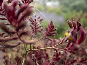 Preview wallpaper cobweb, plant, branches, macro, closeup