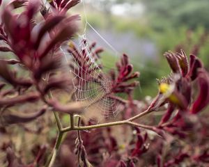 Preview wallpaper cobweb, plant, branches, macro, closeup