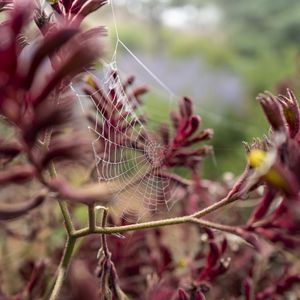 Preview wallpaper cobweb, plant, branches, macro, closeup