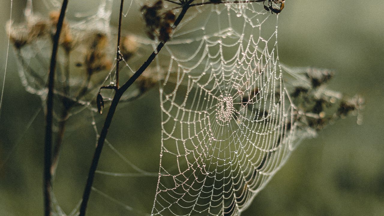 Wallpaper cobweb, plant, macro, dew