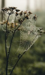 Preview wallpaper cobweb, plant, macro, dew