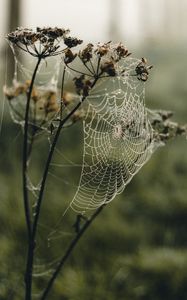 Preview wallpaper cobweb, plant, macro, dew