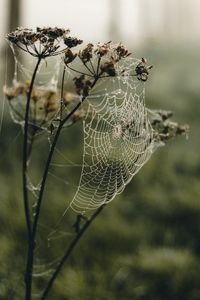 Preview wallpaper cobweb, plant, macro, dew