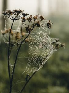 Preview wallpaper cobweb, plant, macro, dew