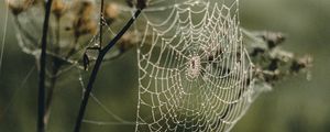 Preview wallpaper cobweb, plant, macro, dew