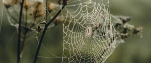 Preview wallpaper cobweb, plant, macro, dew