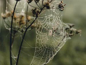 Preview wallpaper cobweb, plant, macro, dew